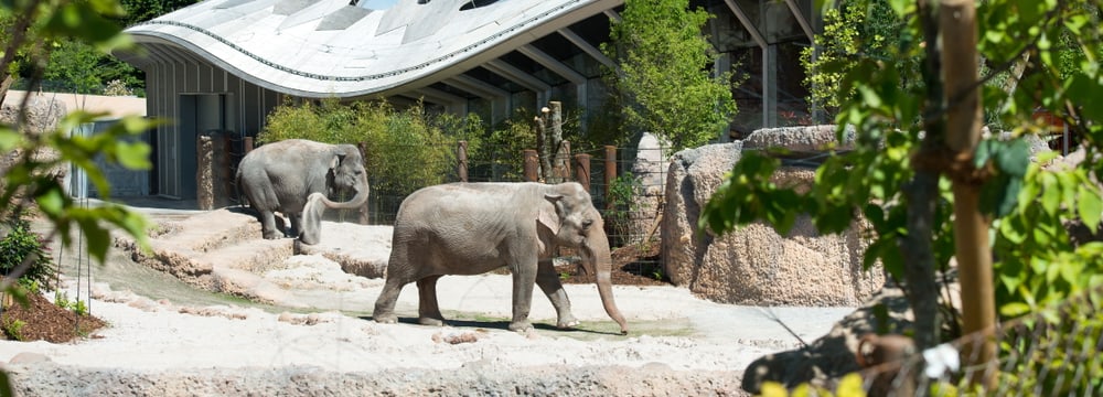 Foto: Zoo Zürich, Jean-Luc Grossmann Kaeng Krachan Elefantenpark im Zoo Zürich