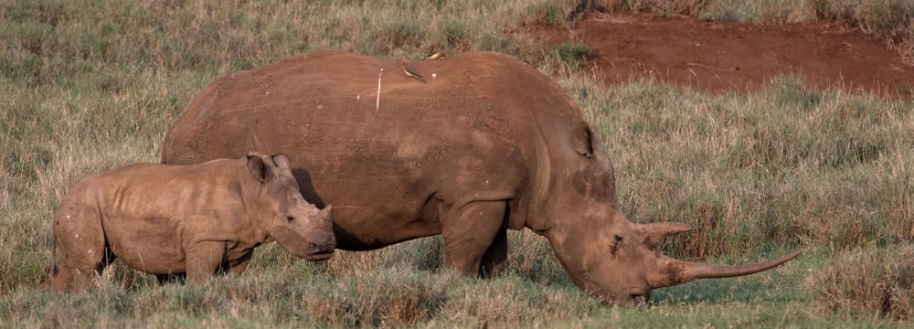 Lewas Nashörner Naturschutz News 20191025