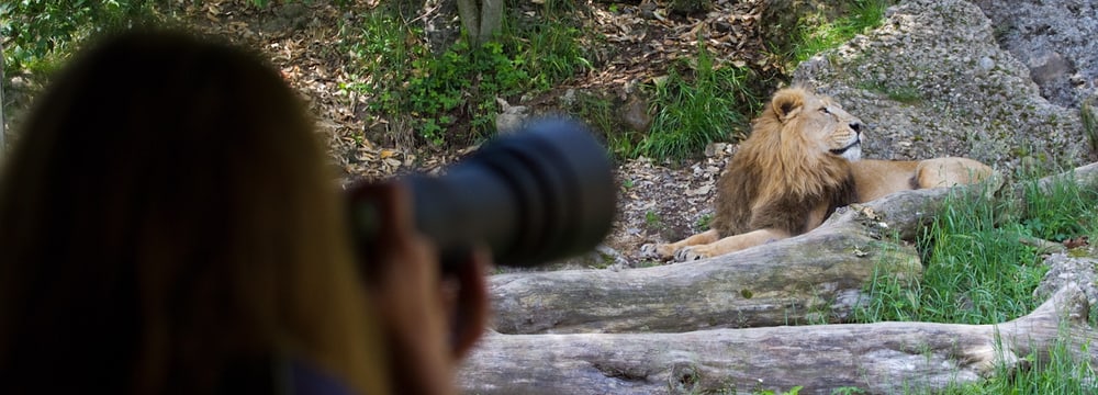 Foto: Zoo Zürich, Enzo Franchini Fotografieren im Zoo Zürich