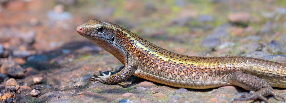 Foto: Zoo Zürich, Albert Schmidmeister Felsenschildechse im Masoala Regenwald des Zoo Zürich.