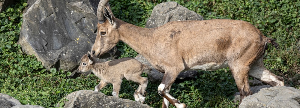 Foto: Zoo Zürich, Enzo Franchini Nubische Steinböcke im Semien Gebirge des Zoo Zürich.