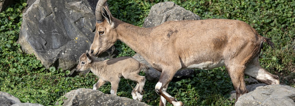 Nubische Steinböcke im Semien Gebirge des Zoo Zürich.