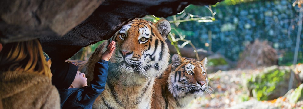 Foto: Zoo Zürich, Peter Bolliger Einblick bei den Amurtigern im Zoo Zürich