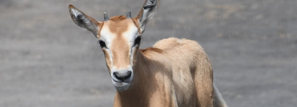 Junge Säbelantilope in der Lewa Savanne im Zoo Zürich.