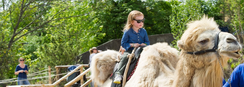 Foto: Zoo Zürich, Jean-Luc Grossmann Kamelreiten im Zoo Zürich