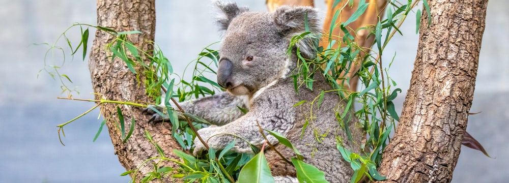 Foto: Zoo Zürich, Albert Schmidmeister Koala Mikey in der Australien-Aussenanlage im Zoo Zürich.