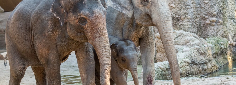 Asiatische Elefanten Chandra, Omysha und Indi im Zoo Zürich