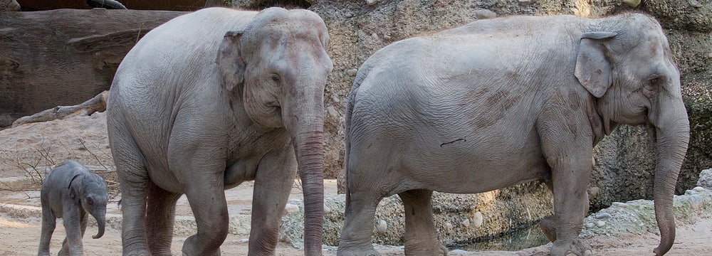 Foto: Zoo Zürich, Peter Bolliger Asiatische Elefanten im Kaeng Krachan Elefantenpark im Zoo Zürich.