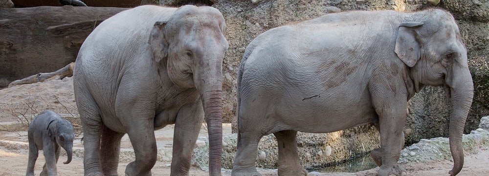 Asiatische Elefanten im Kaeng Krachan Elefantenpark im Zoo Zürich.