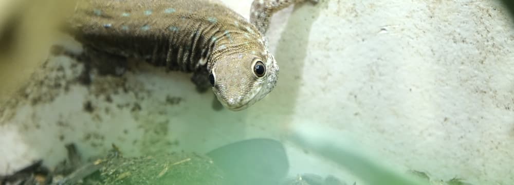 Foto: Zoo Zürich, Ann Willemse Kurzkopf-Taggecko im Zoo Zürich