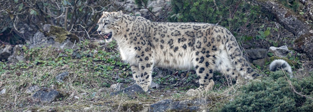 Schneeleopard im Zoo Zürich, März 2025.