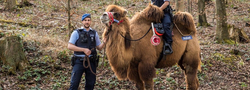 Trampeltier Shamira mit Stadtpolizisten.