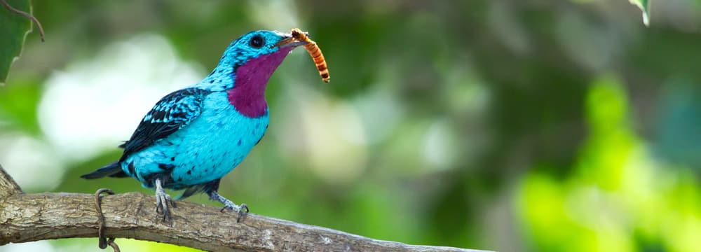 Foto: Zoo Zürich, Enzo Franchini Halsbandkotinga im Zoo Zürich