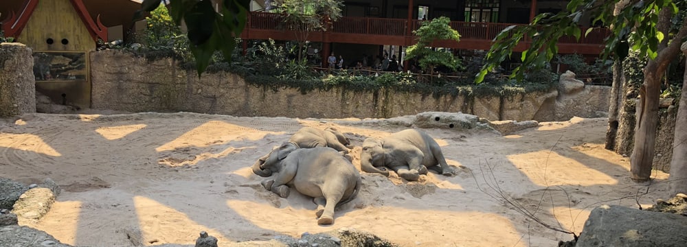 Schlafende Elefanten im Zoo Zürich.