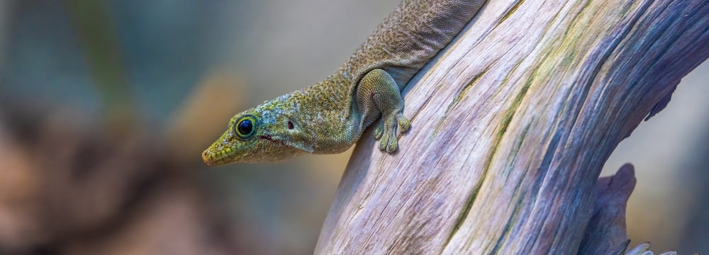 Querstreifen-Taggecko im Zoo Zürich.