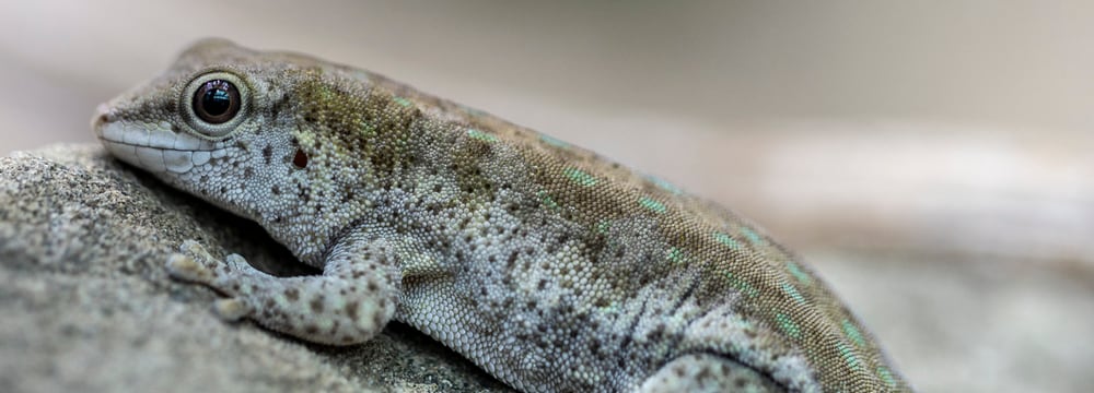 Foto: Zoo Zürich, Benjamin Soland Kurzkopf-Taggecko im Zoo Zürich.