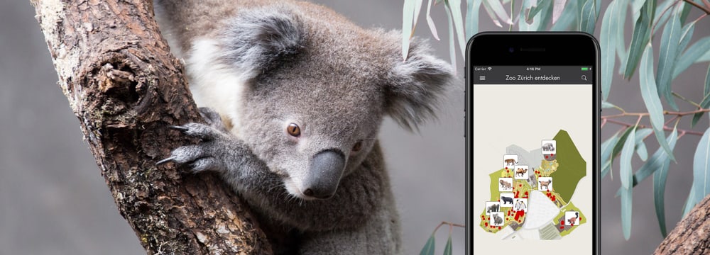 Foto: Zoo Zürich, Rita Schlegel Koala im Zoo Zürich & Zoo-App