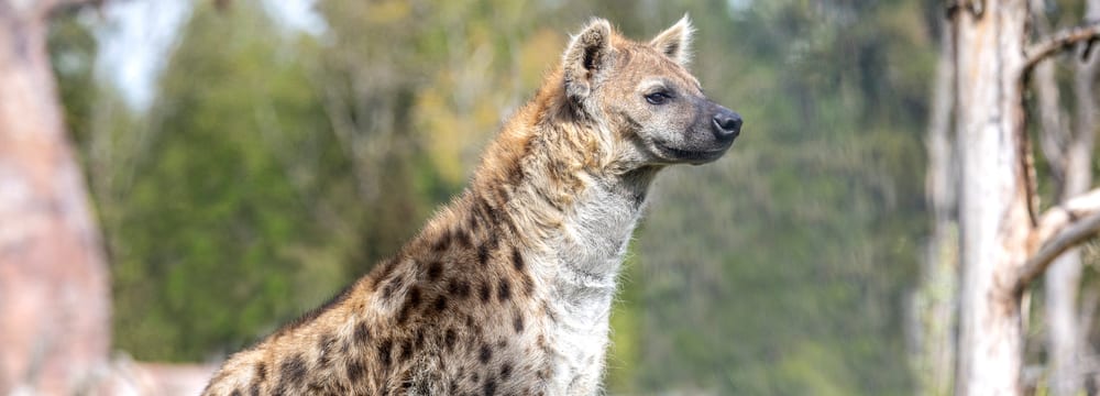 Foto: Zoo Zürich, Enzo Franchini Tüpfelhyäne Tesi in der Lewa Savanne des Zoo Zürich.