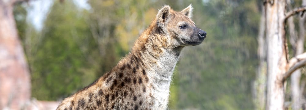 Tüpfelhyäne Tesi in der Lewa Savanne des Zoo Zürich.