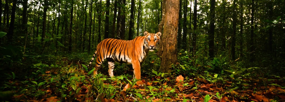 Foto: DNP/WCS Thailand Eine Aufnahme einer Kamerafalle von einem Tiger im Schutzgebiet Wester Forest Complex (WEFCOM) in Thailand.