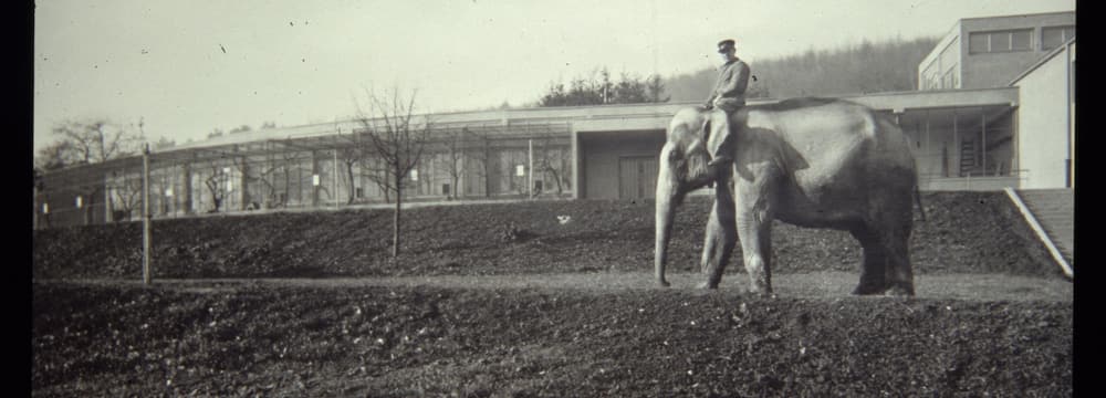 Historische Aufnahme Zoo Zürich