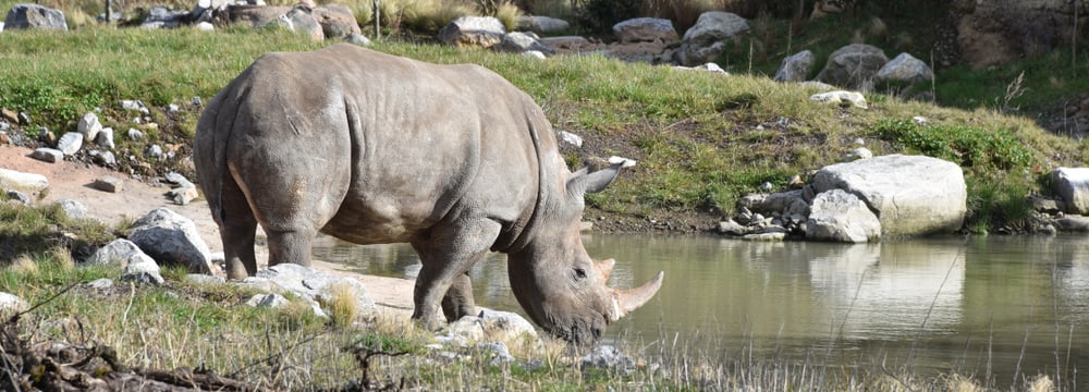 Breitmaulnashorn in der Lewa Savanne im Zoo Zürich.