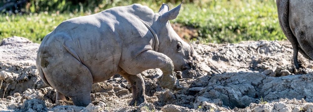Nashornkalb Ushindi beim ersten Ausflug in die Savanne.