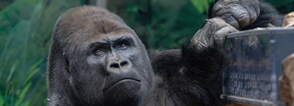 Westlicher Flachlandgorilla Bwana im Zoo Zürich.