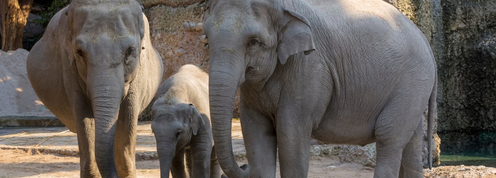 Asiatische Elefanten im Zoo Zürich