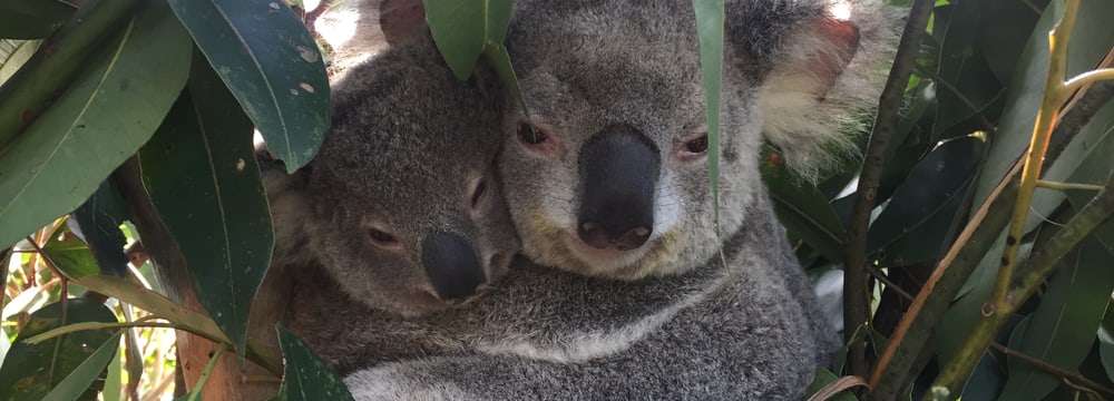 Koala im Australian Reptile Park