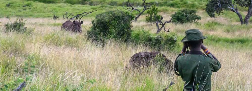 Ranger in Lewa beobachtet Nashorn in der Savanne