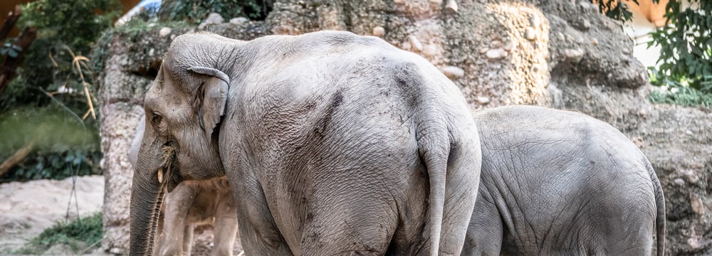 Foto: Zoo Zürich, Marco Schaffner Asiatischer Elefant Farha im Kaeng Krachan Elefantenpark des Zoo Zürich.
