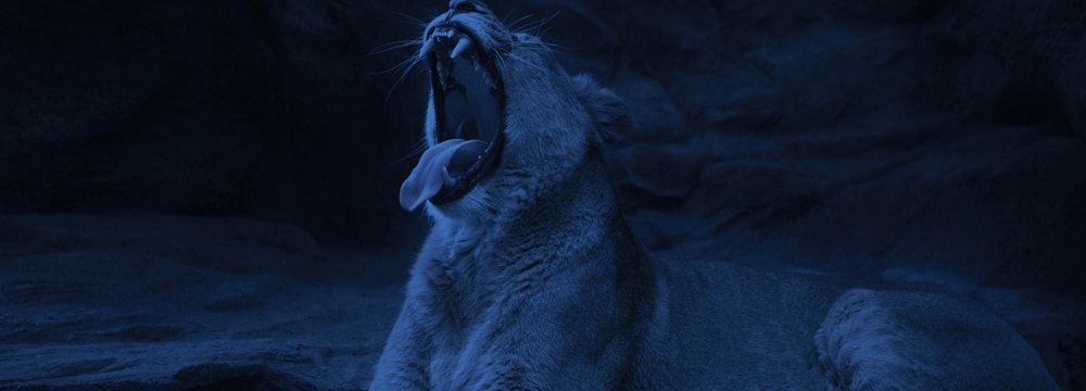 Foto: Zoo Zürich, Enzo Franchini Themenbild Kurs Schlaf(los) im Zoo.