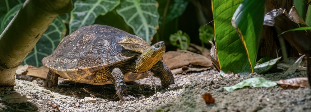Weibchen der Chinesischen Streifenschildkröte (Mauremys sinensis)