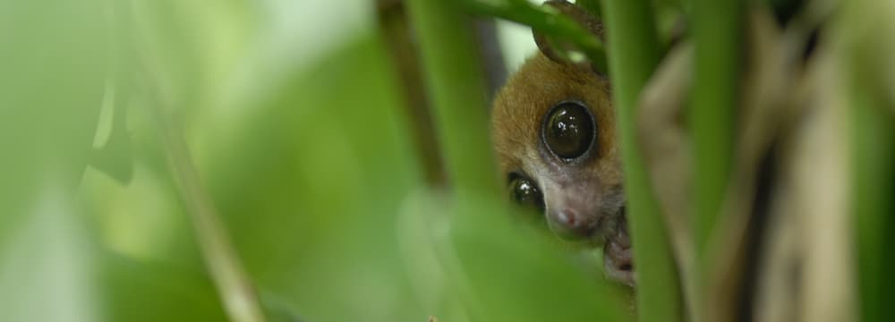 Foto: Zoo Zürich, Samuel Furrer Goodman-Mausmaki im Masoala Regenwald im Zoo Zürich