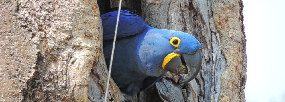 Foto: Hyacinth Macaw Project, Cézar Corrêa Hyazinthara