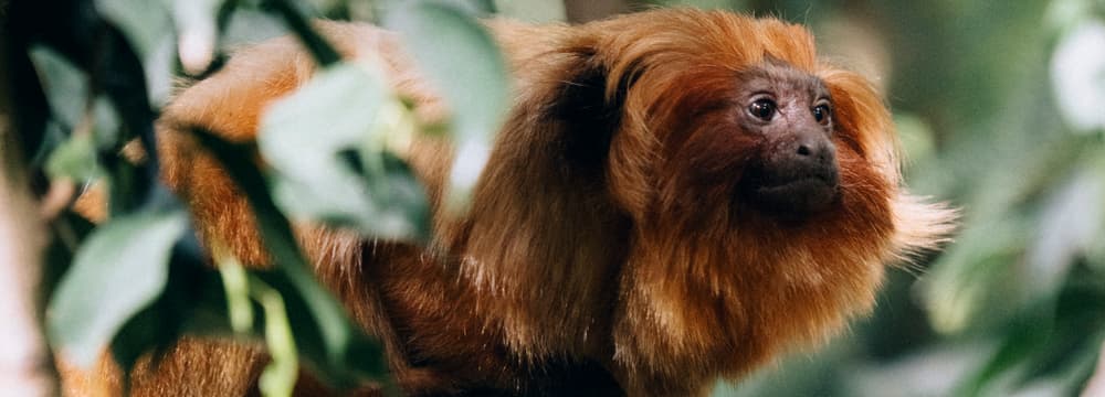 Foto: Zoo Zürich, Nick Soland Leadimage Tierlexikon Goldgelbes Löwenäffchen