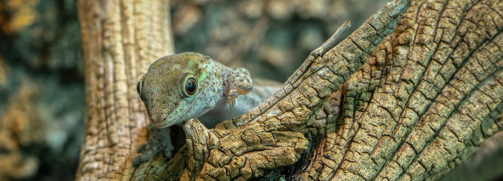 Foto: Zoo Zürich, Fabio Süess Kurzkopf-Taggecko im Zoo Zürich.