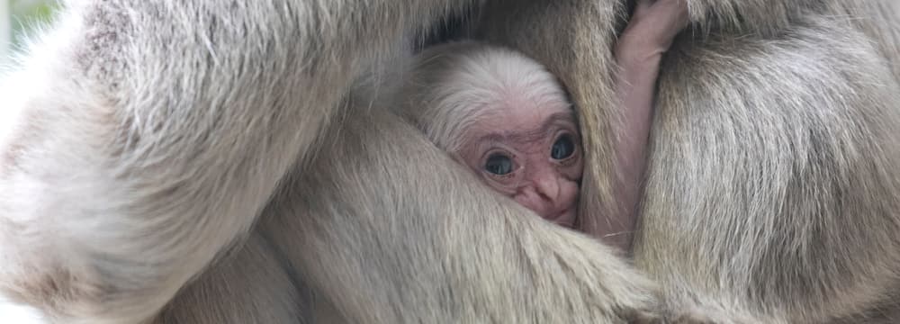 Foto: Zoo Zürich, Enzo Franchini Junger Kappengibbon im Zoo Zürich.