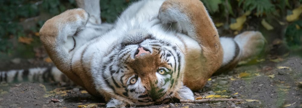Foto: Zoo Zürich, Enzo Franchini Amurtiger Irina im Zoo Zürich.
