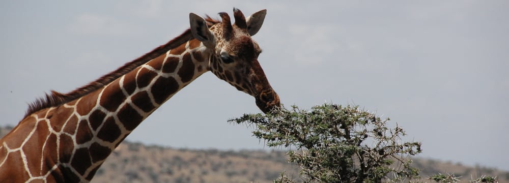 Giraffe in Kenia