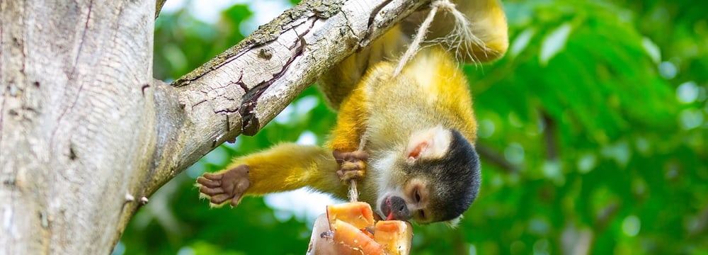 Foto: Zoo Zürich, Peter Bolliger Totenkopfäffchen im Pantanal im Zoo Zürich