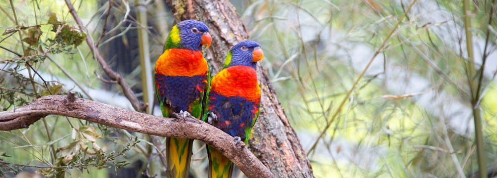 Foto: Zoo Zürich, Rita Schlegel Regenbogenloris im Zoo Zürich.