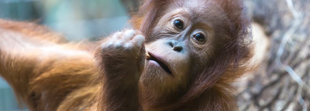 Sumatra-Orang-Utan Mimpi im Zoo Zürich.