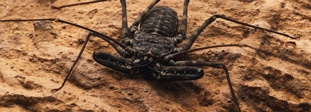 Geisselspinne im Zoo Zürich