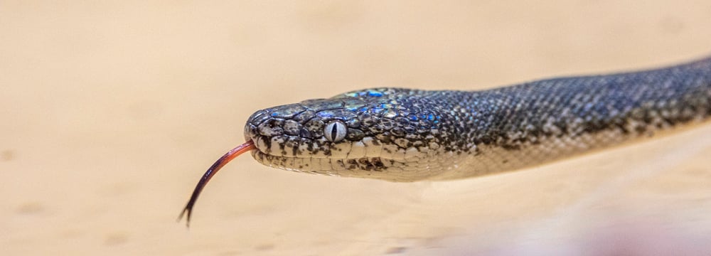 Savu-Python im Australienhaus des Zoo Zürich.