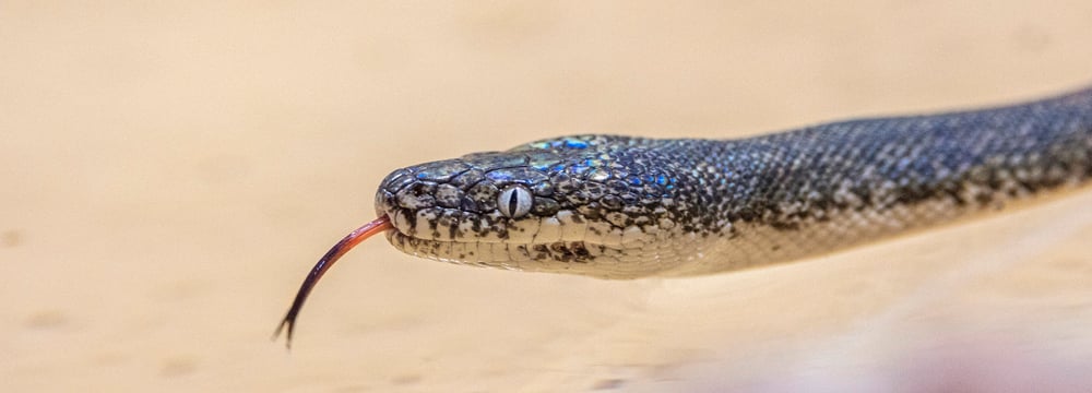 Foto: Zoo Zürich, Enzo Franchini Savu-Python im Australienhaus des Zoo Zürich.