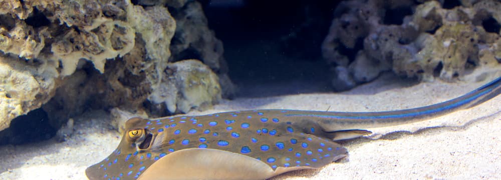 Foto: Zoo Zürich, Enzo Franchini Blaupunktrochen im Aquarium des Zoo Zürich.