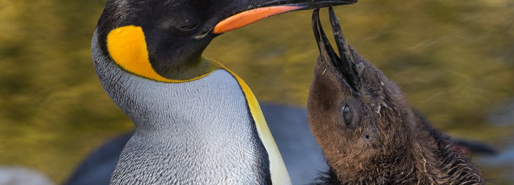 Königspinguin mit Jungtier im Zoo Zürich.