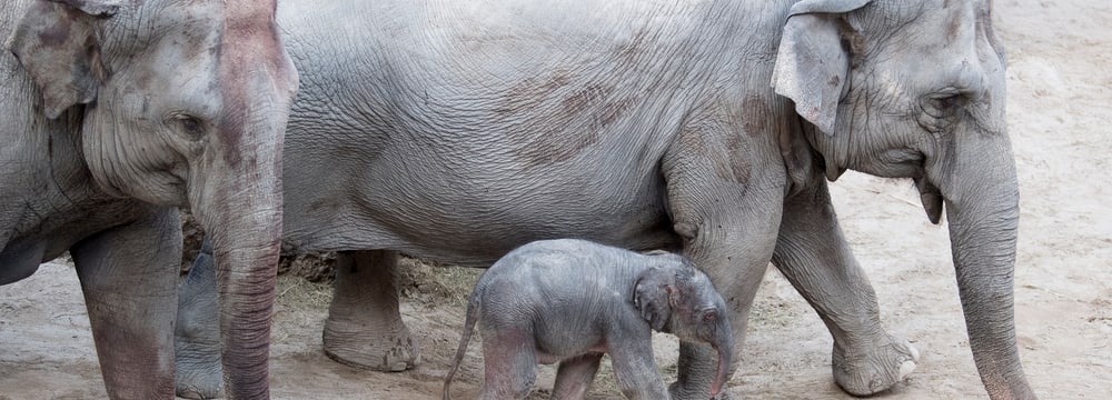 Junger Asiatischer Elefant im Kaeng Krachan Elefantenpark.